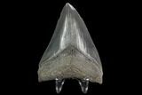 Serrated 3.03" Fossil Megalodon Tooth  - #129983-2